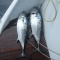 Pete's & Ted's tuna