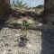 looking-south-through-a-gun-port