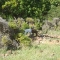 lots-of-cute-goats-along-the-way